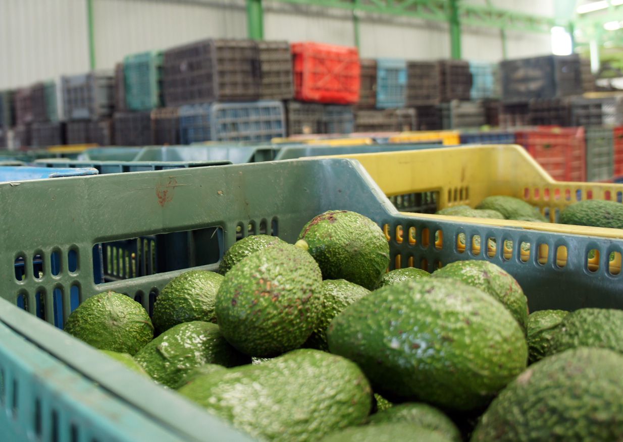 Aguacate mexicano se posiciona a niveles récord en Estados Unidos
