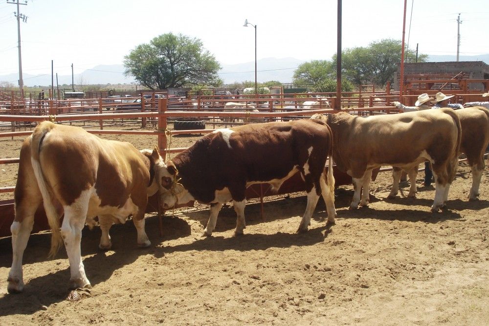 Diputada considera necesario aumentar presupuesto a la sanidad animal Diputada considera necesario aumentar presupuesto a la sanidad animal