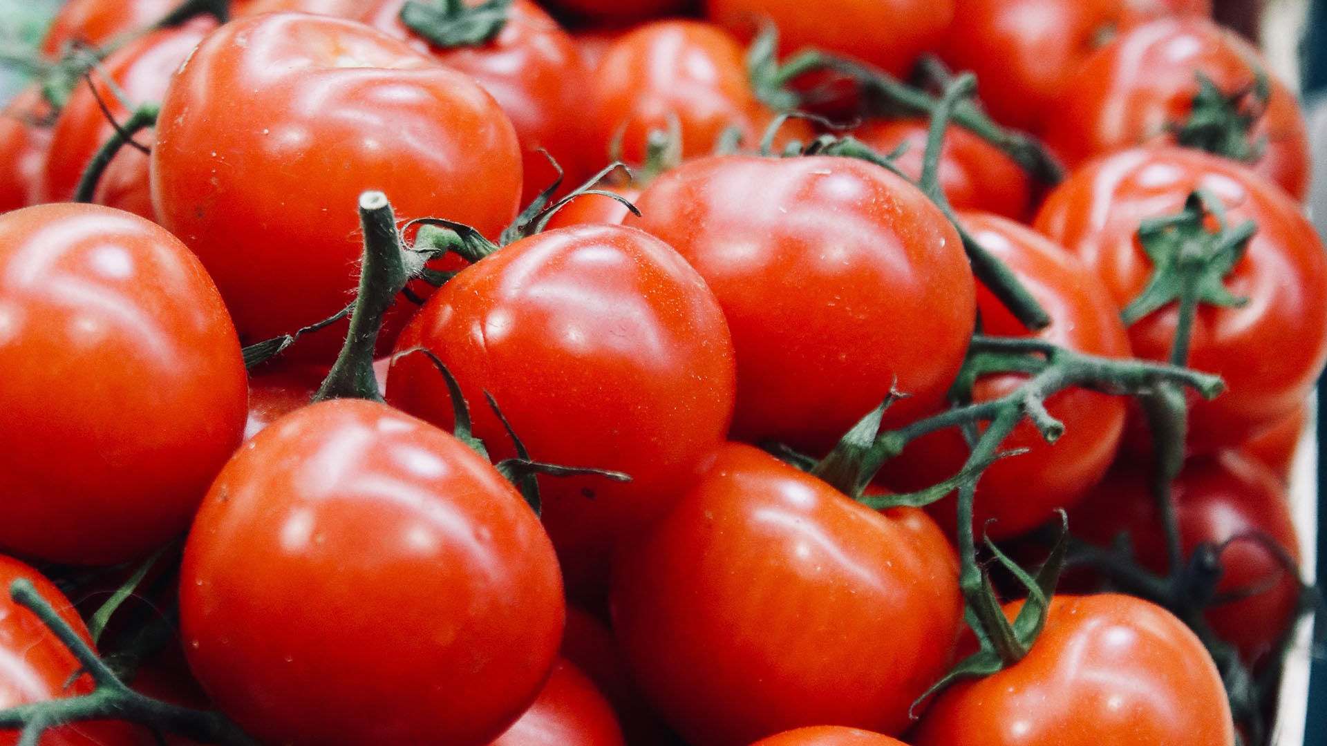 México celebra que EE.UU. elimine restricciones a importaciones de tomate fresco tras 4 años