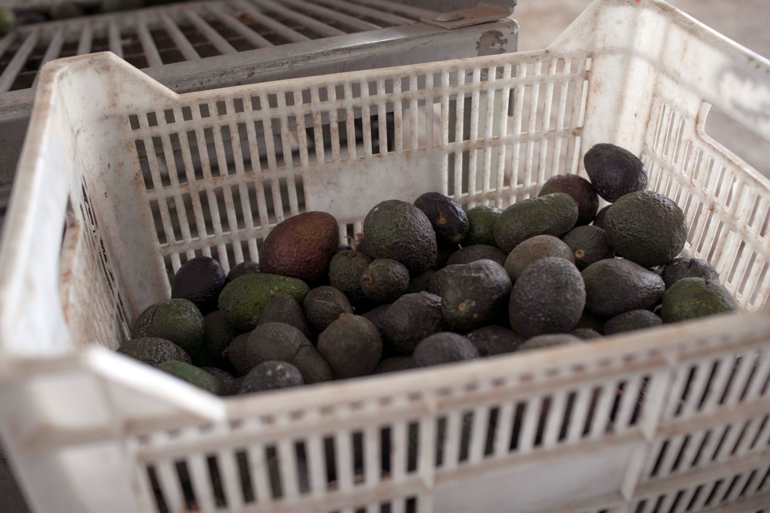 Cada día de sanción a aguacates michoacanos cuesta entre 7.5 y 10 mdd: Grupo Consultor de Mercados Agrícolas