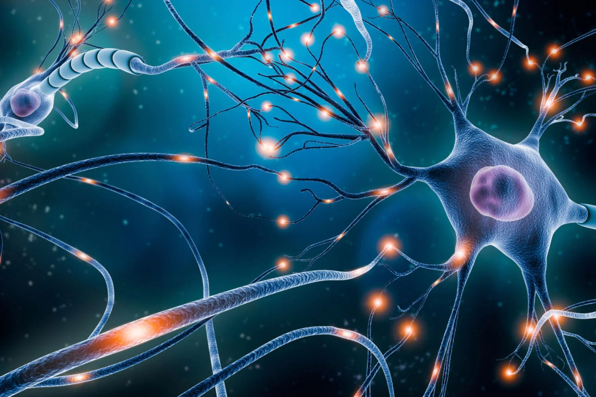 Nuevo modelo de neuronas reales podría mejorar la Inteligencia Artificial