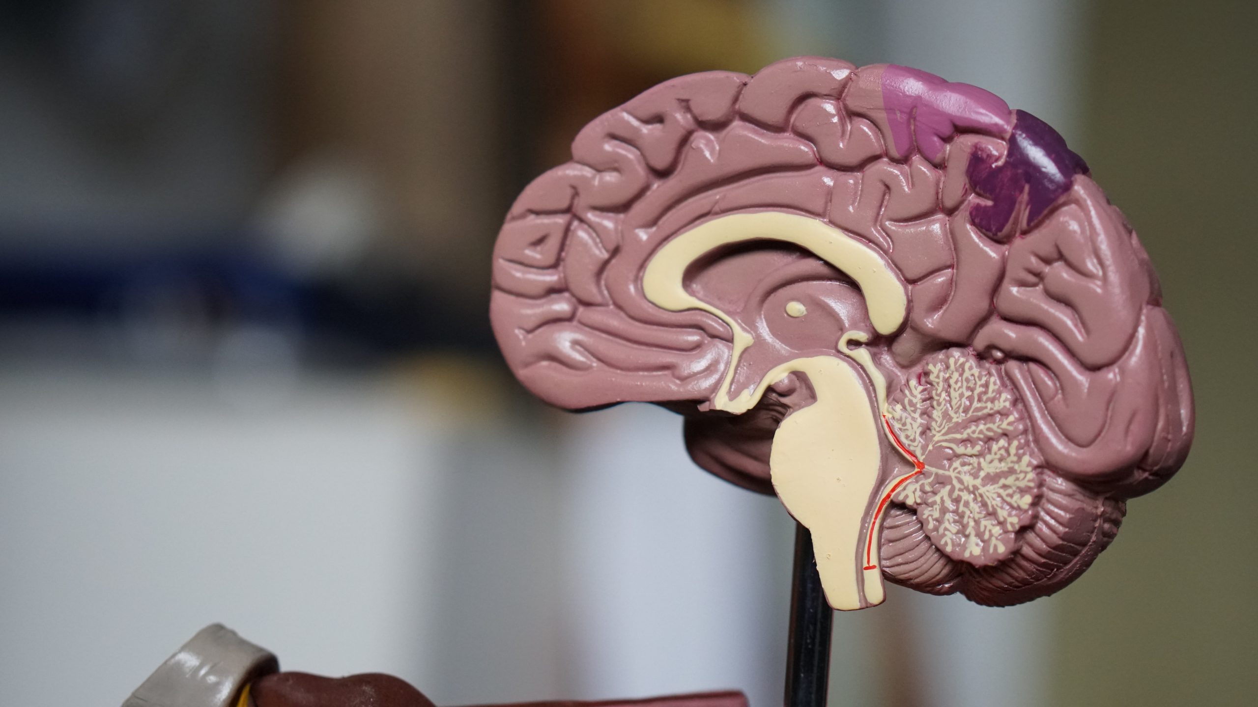 Hallazgo del proceso cerebral que distingue habla y música, clave para curar la afasia