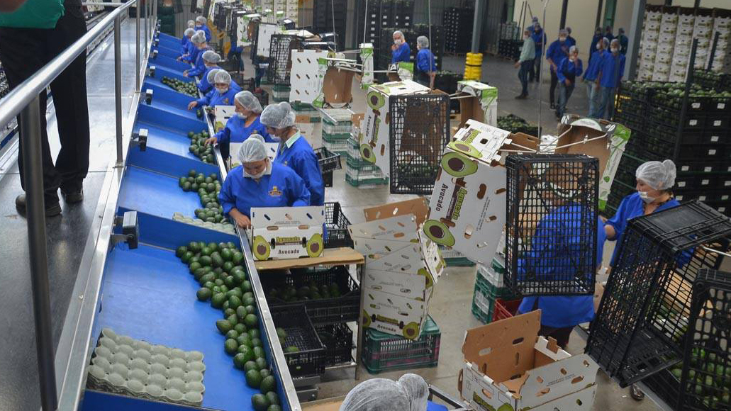 Comerciantes denuncian subida del 40 % en precio del aguacate por la violencia