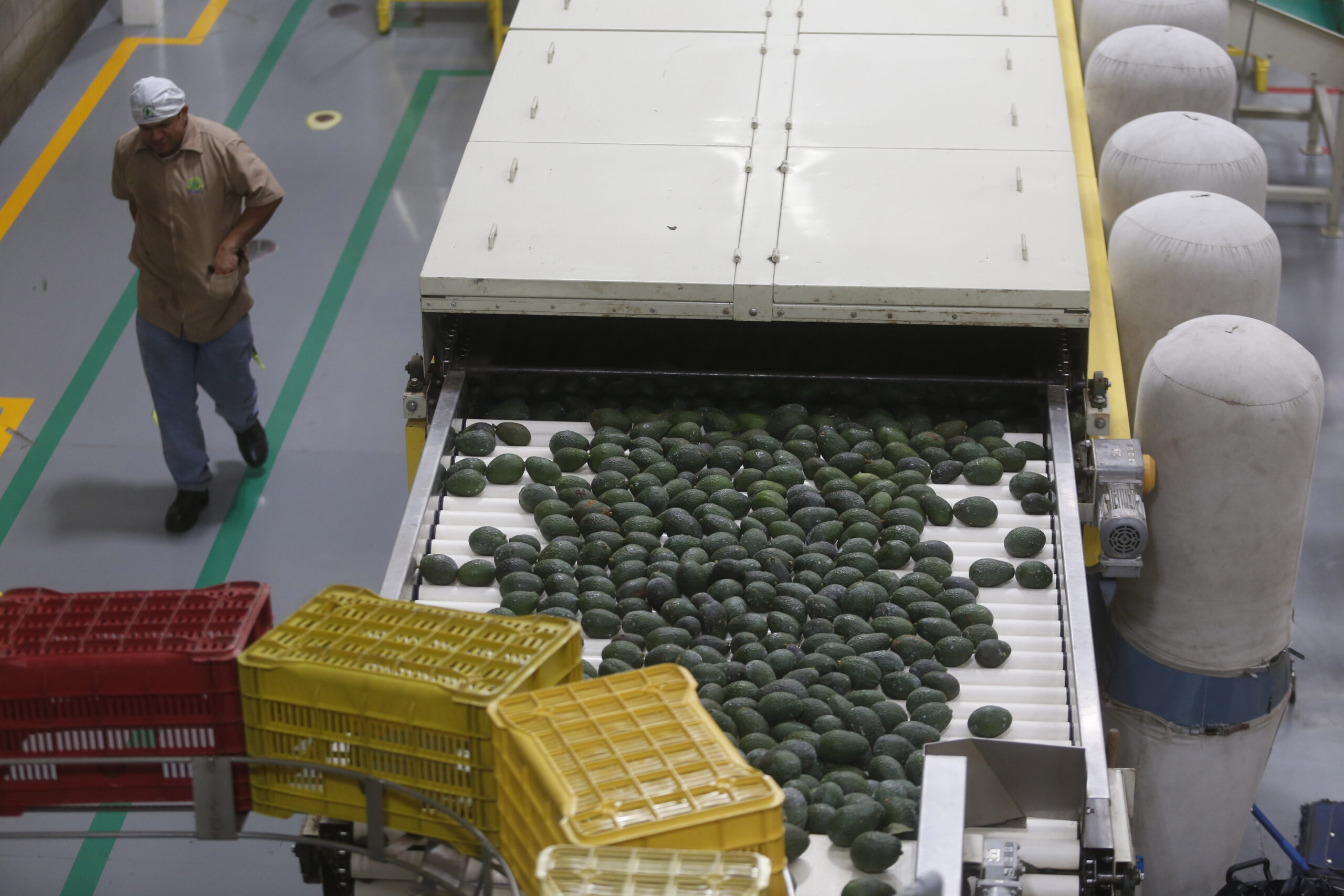 Productores de aguacate buscan la reactivación de las exportaciones de Michoacán a EE.UU.