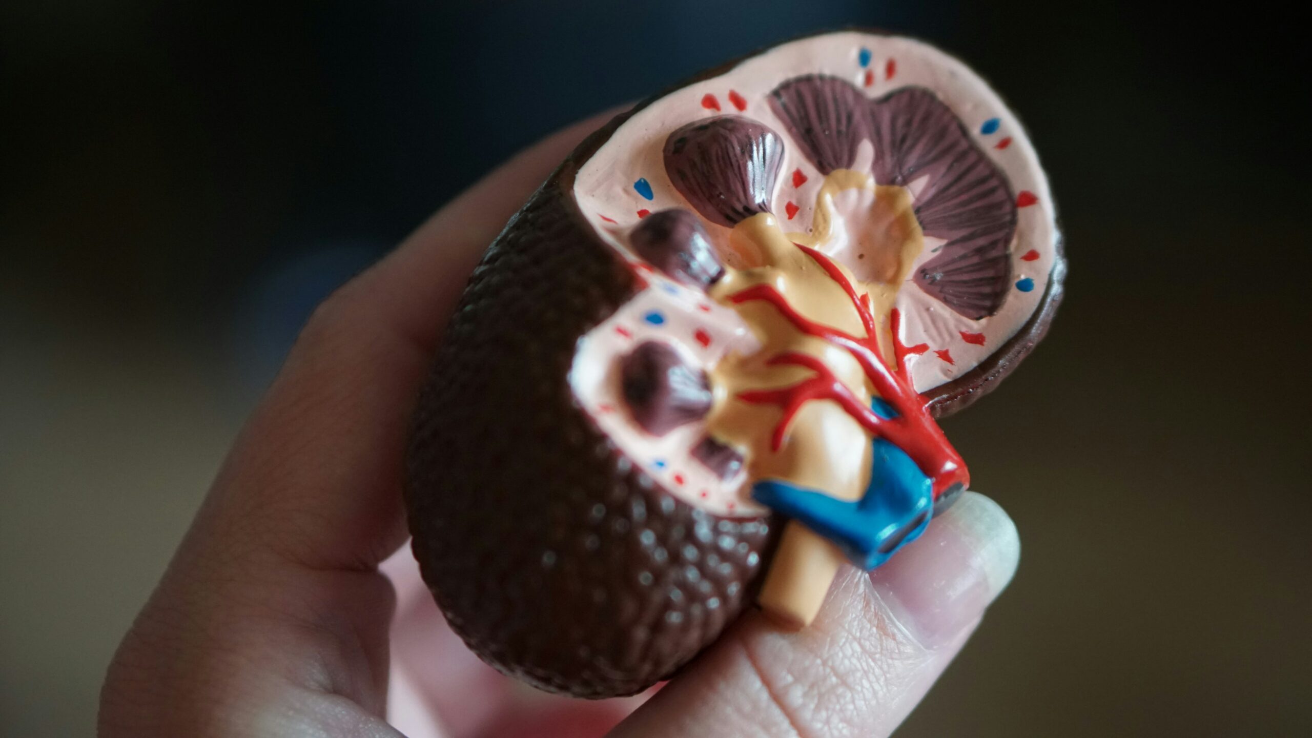 Cáncer de riñón: enfermedad que se detecta incidentalmente