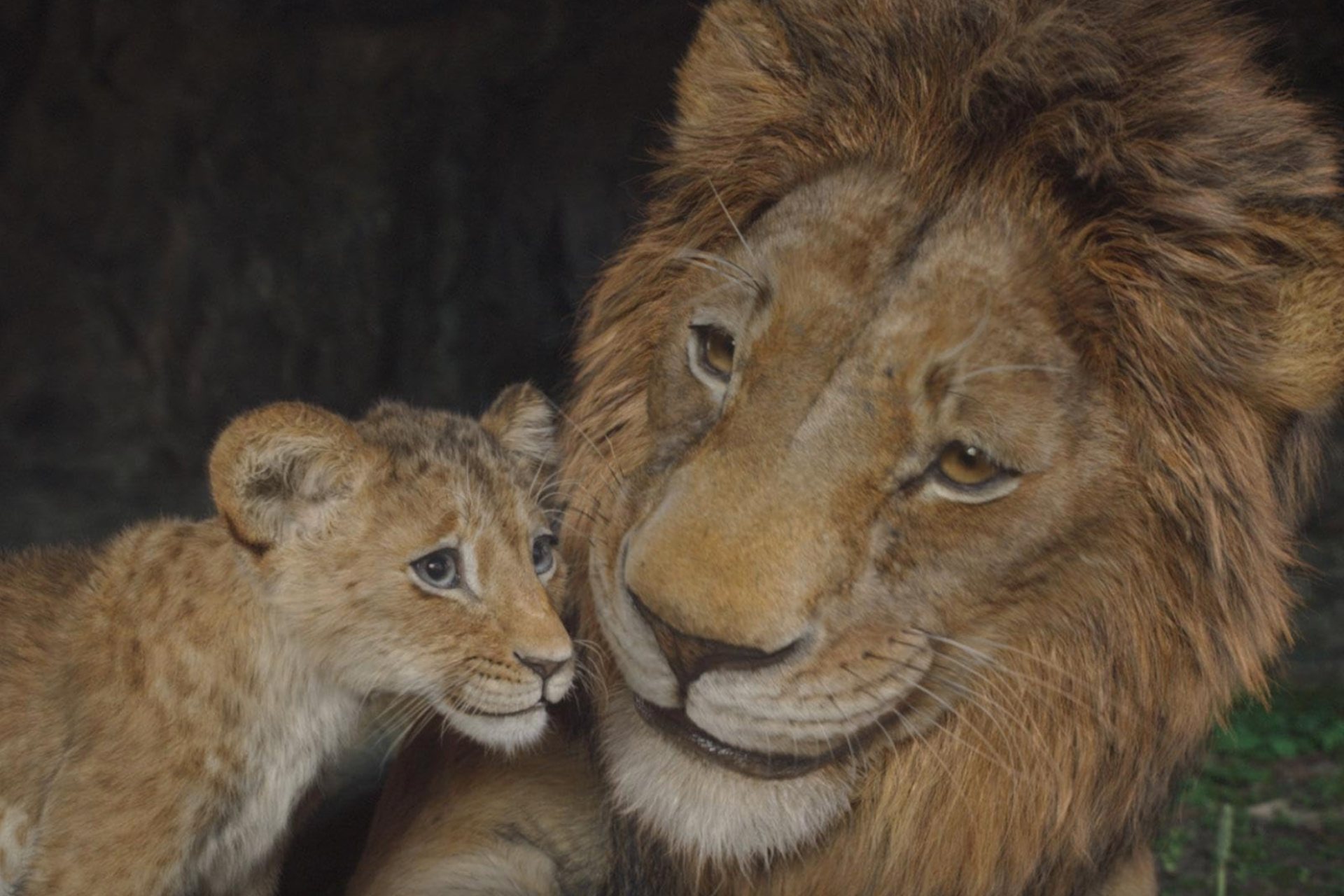 ‘Mufasa: The Lion King’, la precuela salvaje de la amable historia de Disney ‘Mufasa: The Lion King’, la precuela salvaje de la amable historia de Disney