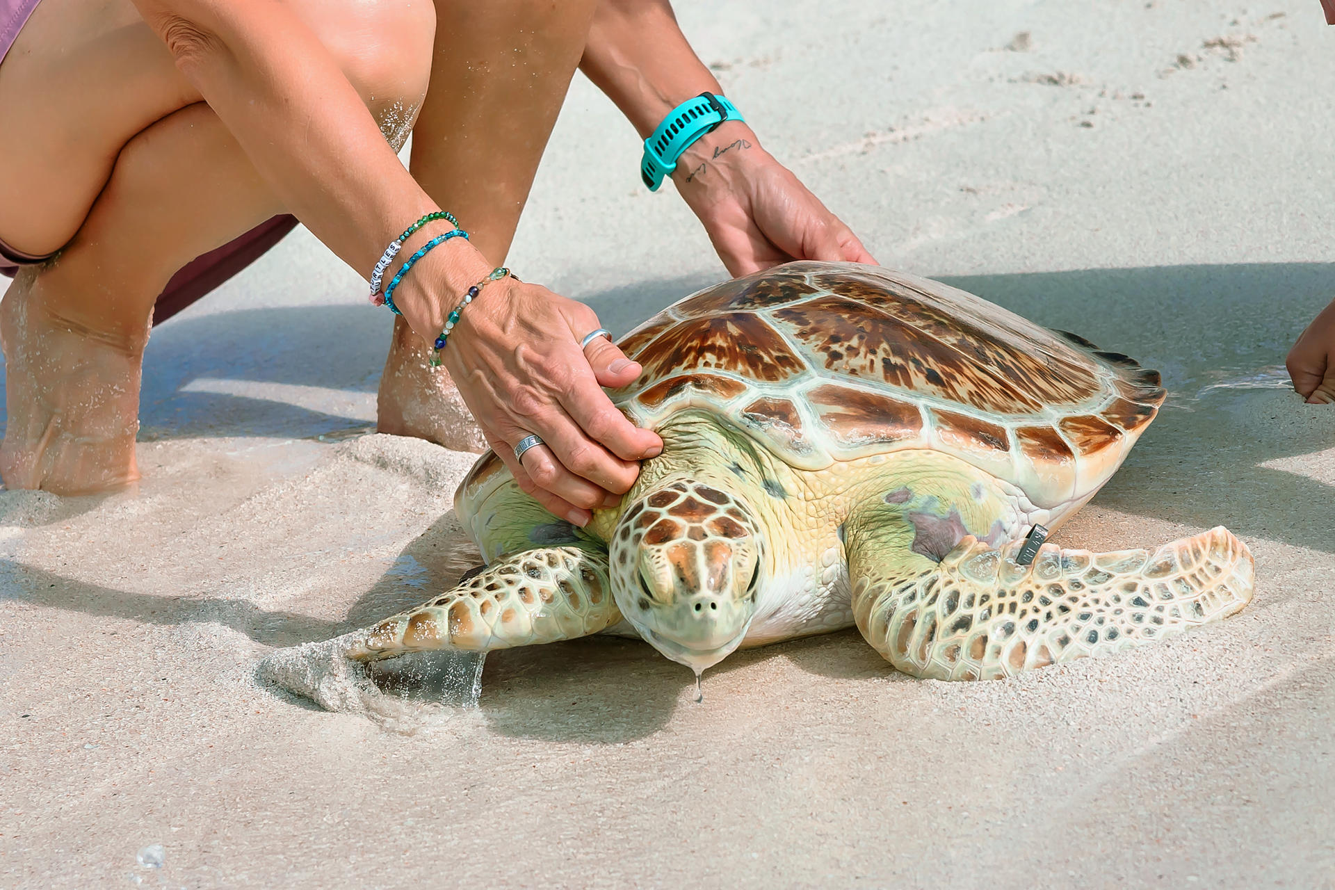Liberan a una tortuga marina recuperada en los Cayos de Florida por el Día de la Tierra