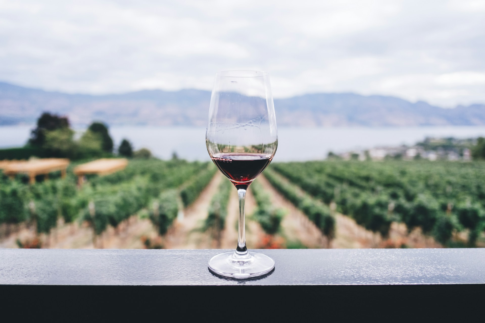 Consumo mundial de vino bajó en 2024 a su menor nivel desde 1961