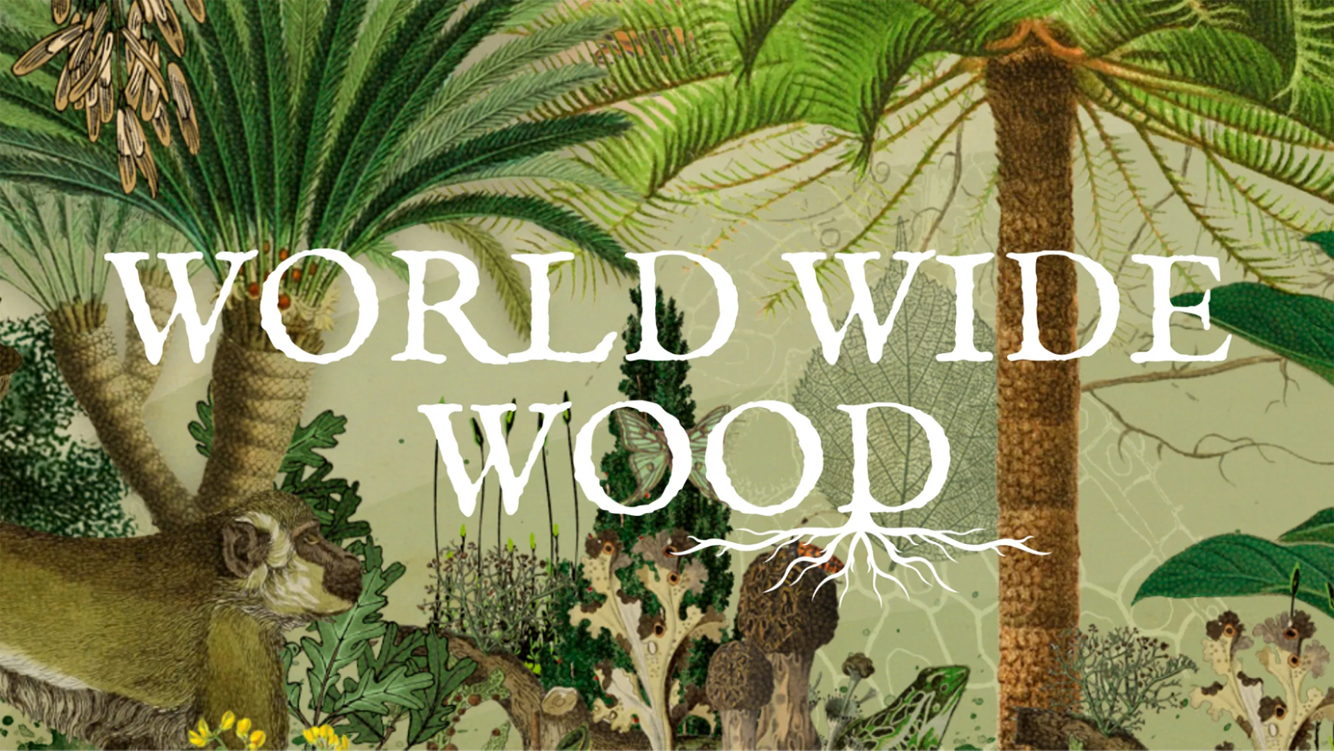 Google lanza World Wide Wood para explorar el asombroso mundo de los árboles
